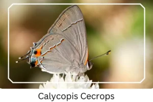 Calycopis Cecrops