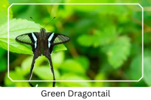 Green Dragontail