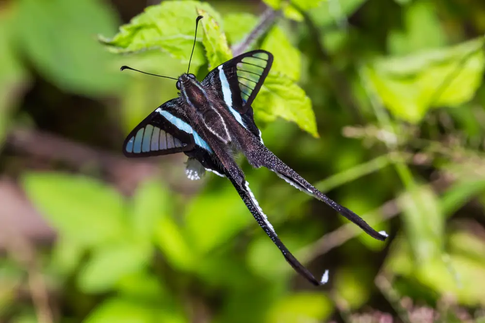 Green Dragontail Butterfly