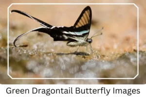 Green Dragontail Butterfly Images