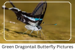 Green Dragontail Butterfly Pictures