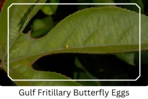 Gulf Fritillary Butterfly Eggs