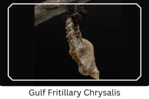 Gulf Fritillary Chrysalis