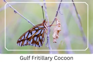 Gulf Fritillary Cocoon
