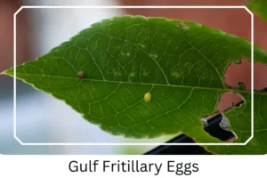 Gulf Fritillary Eggs