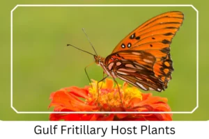 Gulf Fritillary Host Plants