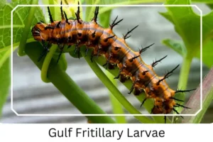 Gulf Fritillary Larvae