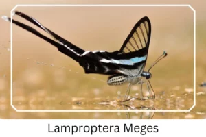 Lamproptera Meges