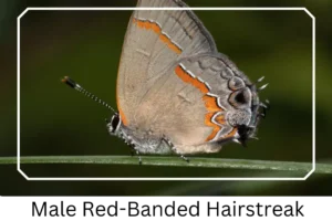 Male Red-banded Hairstreak