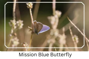 Mission Blue Butterfly