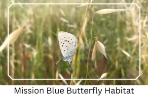 Mission Blue Butterfly Habitat