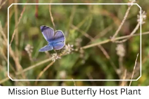 Mission Blue Butterfly Host Plant