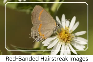 Red-banded Hairstreak Images