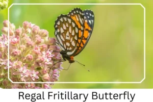 Regal Fritillary Butterfly