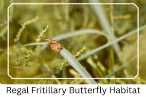 Regal Fritillary Butterfly Habitat