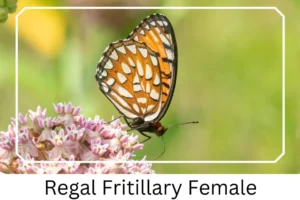 Regal Fritillary Female