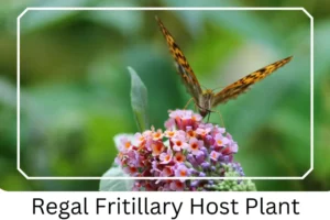 Regal Fritillary Host Plant