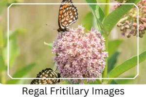 Regal Fritillary Images