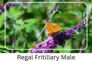 Regal Fritillary Male