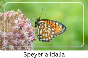 Speyeria Idalia