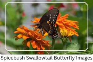Spicebush Swallowtail Butterfly Images