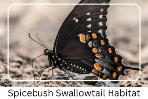Spicebush Swallowtail Habitat