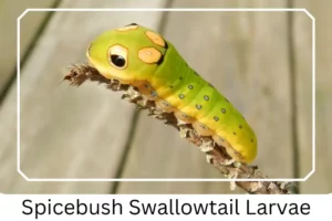 Spicebush Swallowtail Larvae