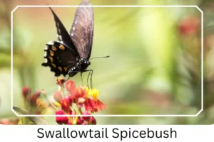 Swallowtail Spicebush