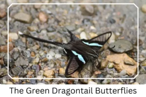 The Green Dragontail Butterflies