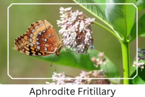Aphrodite Fritillary