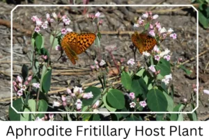 Aphrodite Fritillary Host Plant