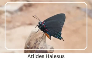 Atlides Halesus