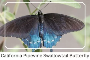 California Pipevine Swallowtail Butterfly