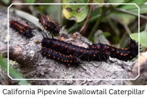 California Pipevine Swallowtail Caterpillar