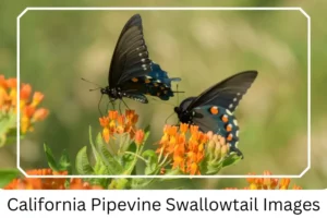 California Pipevine Swallowtail Images