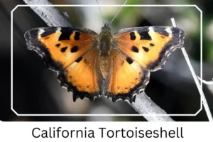California Tortoiseshell