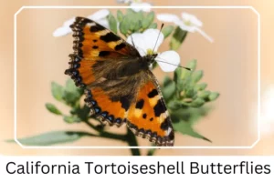 California Tortoiseshell Butterflies