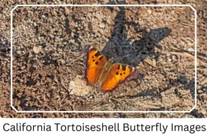 California Tortoiseshell Butterfly Images
