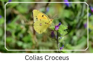 Colias Croceus