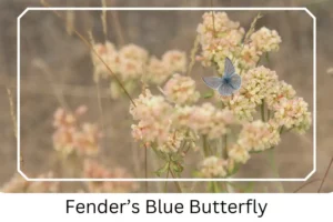 Fender's Blue Butterfly