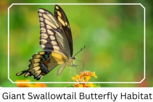 Giant Swallowtail Butterfly Habitat