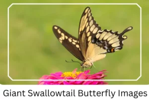 Giant Swallowtail Butterfly Images