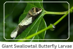 Giant Swallowtail Butterfly Larvae