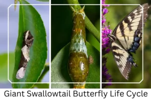Giant Swallowtail Butterfly Life Cycle