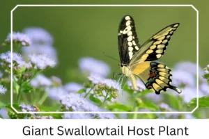Giant Swallowtail Host Plant