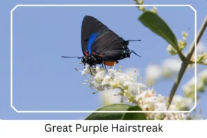 Great Purple Hairstreak