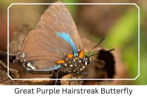 Great Purple Hairstreak Butterfly