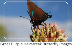 Great Purple Hairstreak Butterfly Images