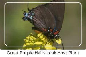 Great Purple Hairstreak Host Plant