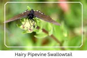 Hairy Pipevine Swallowtail